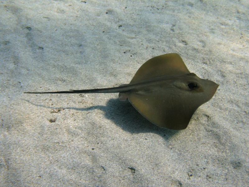 Dasyatis pastinaca (Linnaeus, 1758)